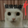 猫猫惊魂4正版手机版