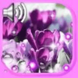 番红花之春最新版