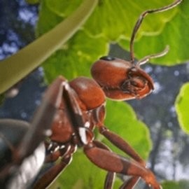 蚂蚁生存模拟器中文版游戏